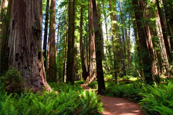 Ancient forest meditation to relax your feet and legs.